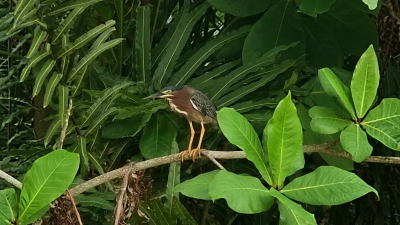 Observación de aves y senderos en selva baja yucateca: 20260613 133831~2
