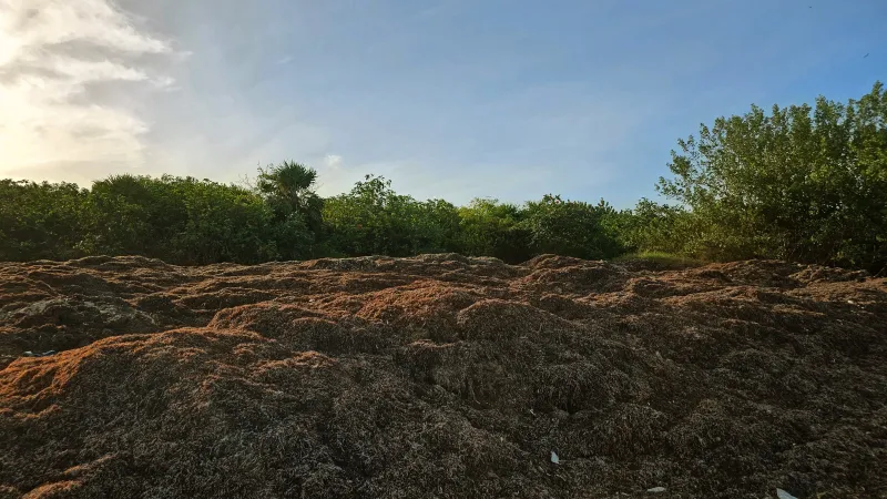 Observación de aves y senderos en selva baja yucateca: 20260703 180438~2