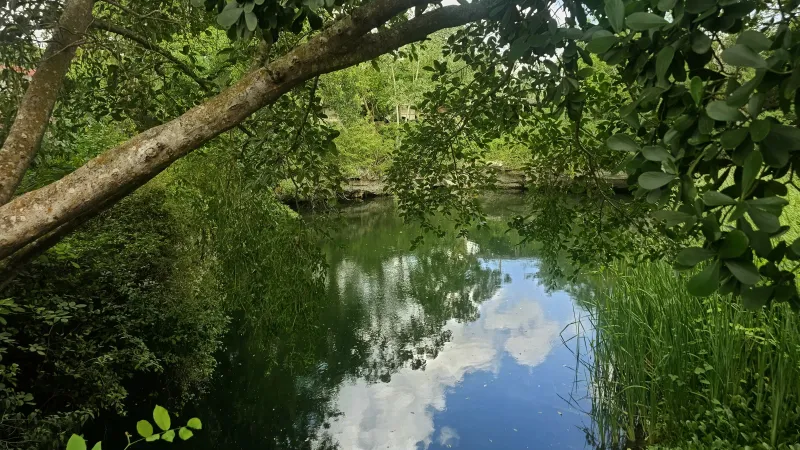 Observación de aves y senderos en selva baja yucateca: 20260807 104758~2