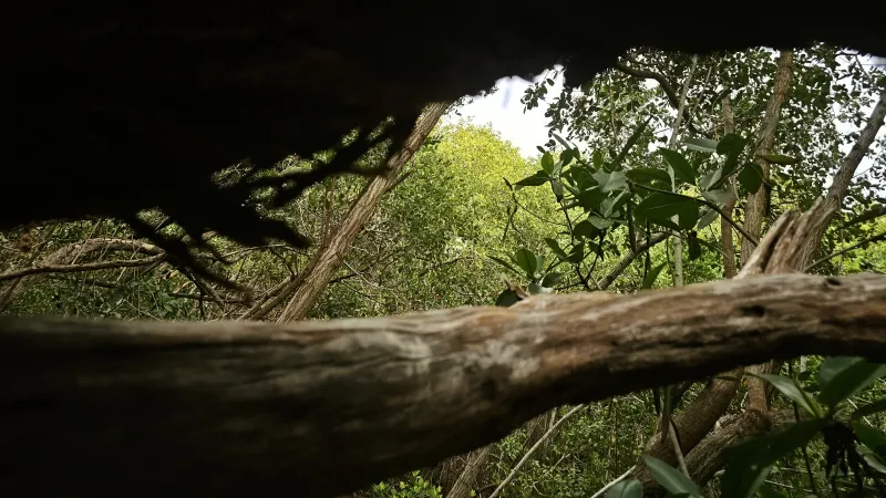 Observación de aves y senderos en selva baja yucateca: 20260822 183522~2